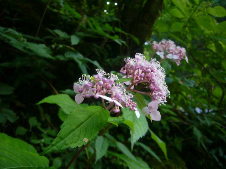 P1140081