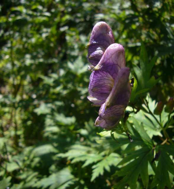 P1140129