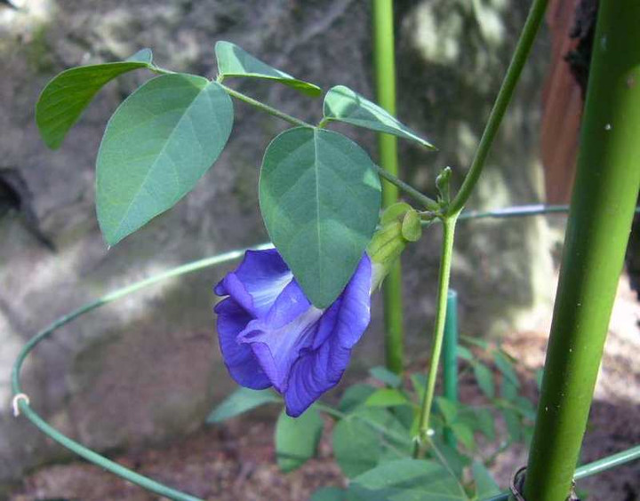P1140511