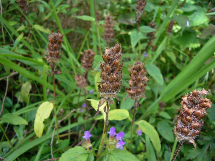 P1140535