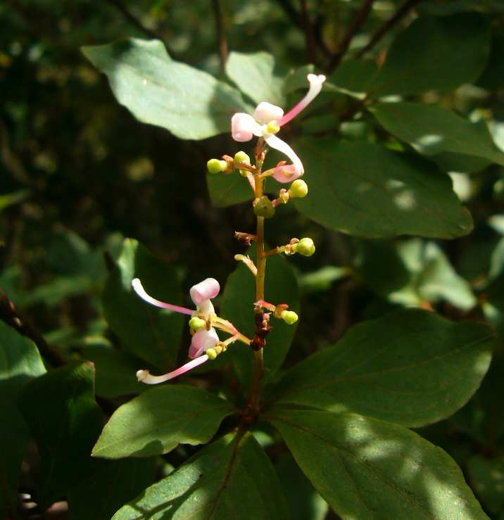 P1140981