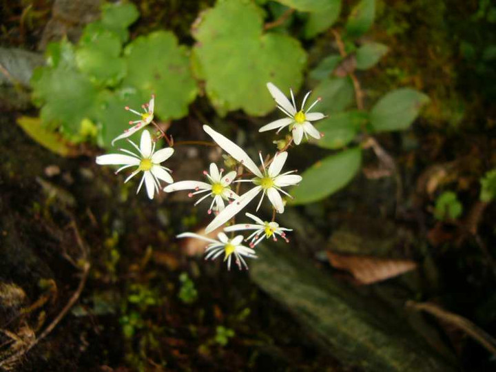 P1150018