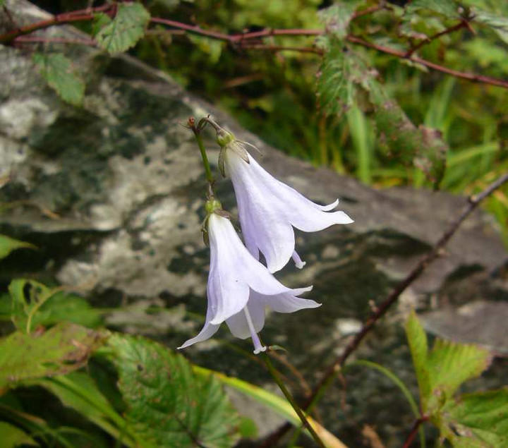 P1150020