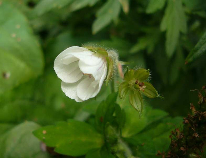 P1150106