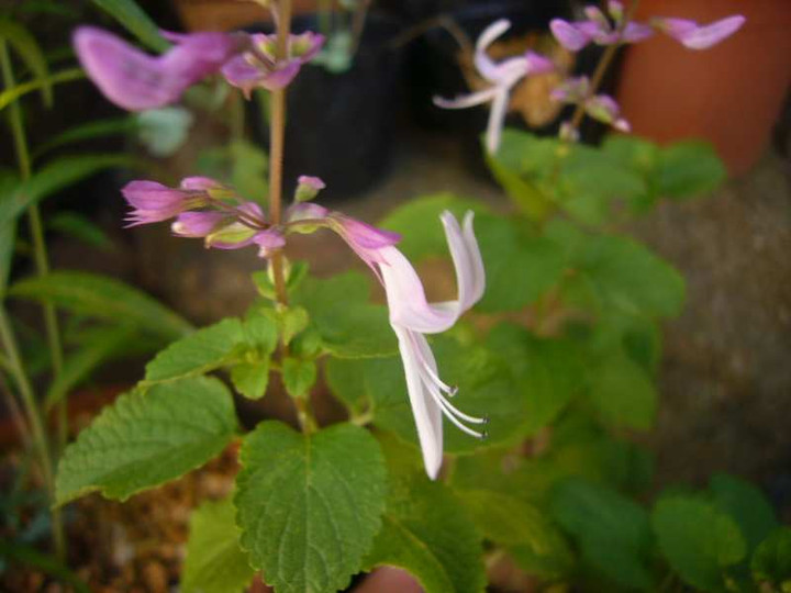 P1150172