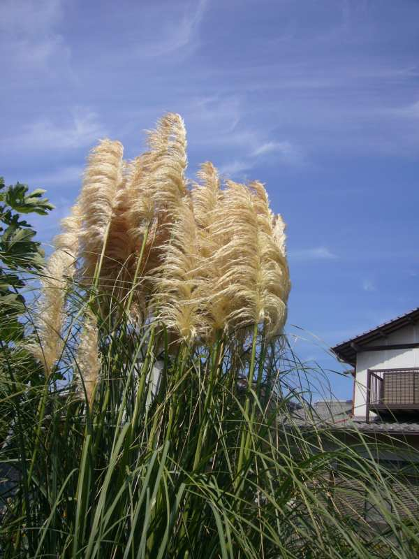 P1150182911