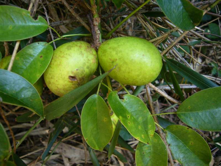 P1150247