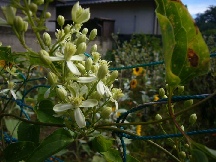 P1150406