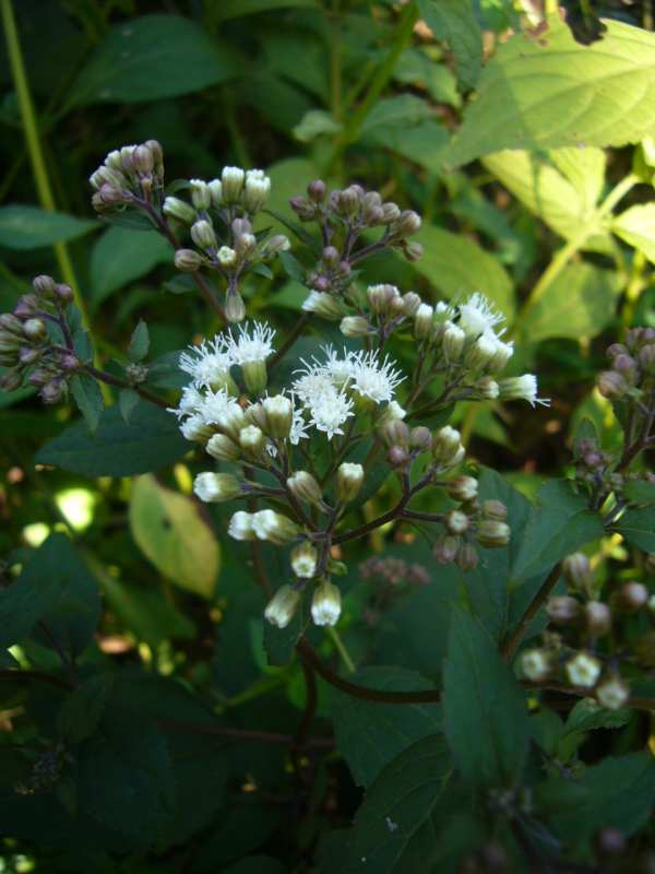 P1150456