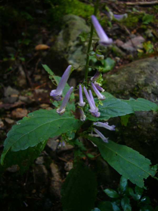 P1150541