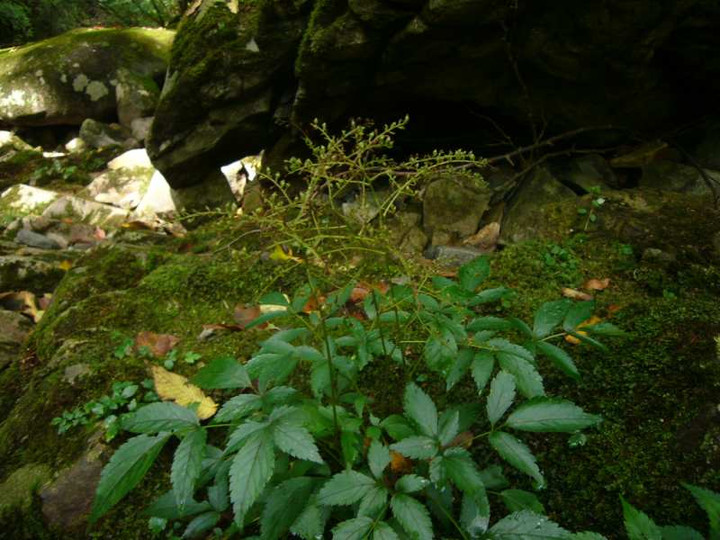P1150551