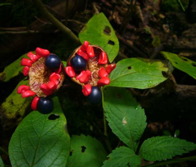 P1150579
