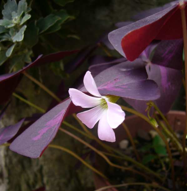 P1150510
