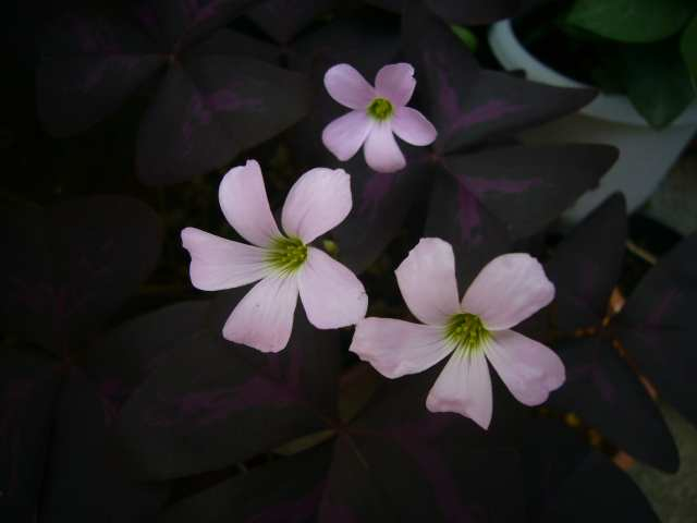 P1150935