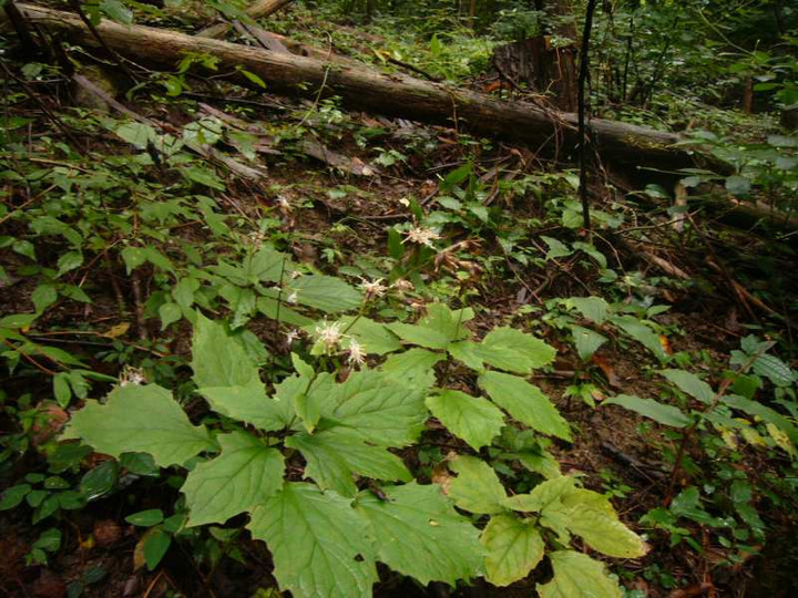 P1150709_2