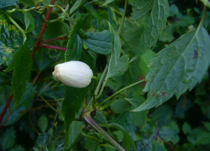 P1150739