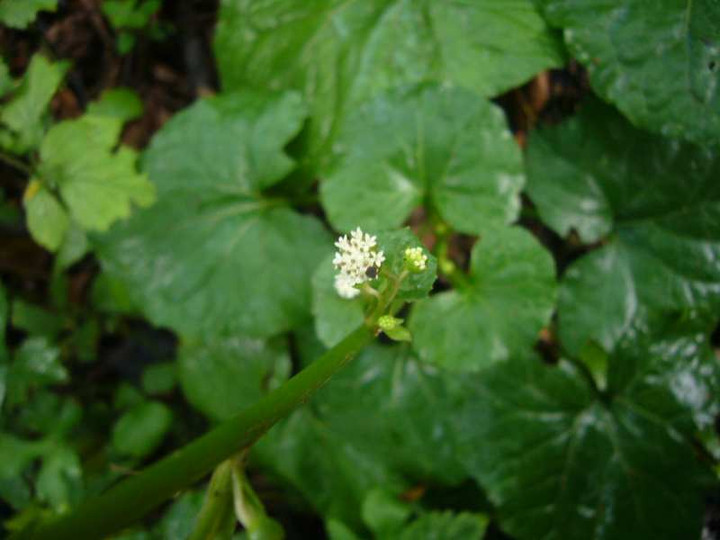 P1150742