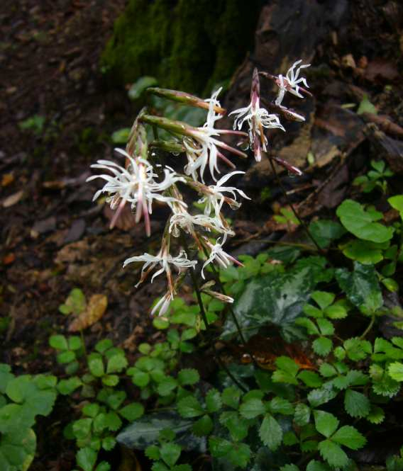 P1150746