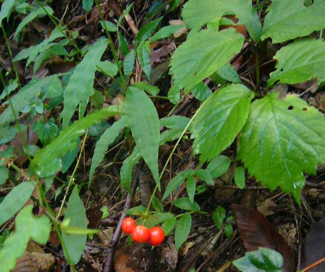 P1150755