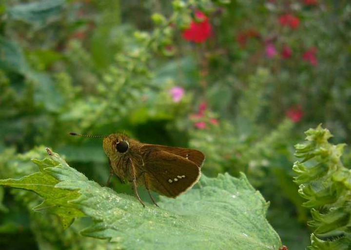 P1150912