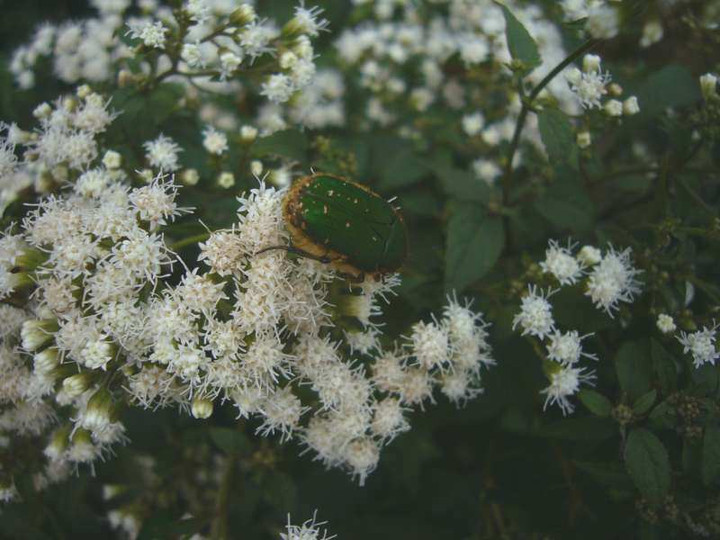 P1150914