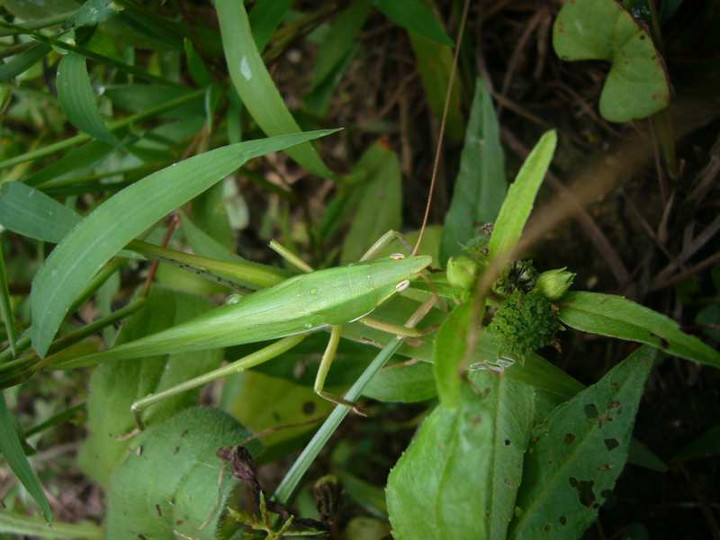 P1150923
