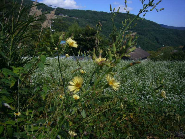 P1160092