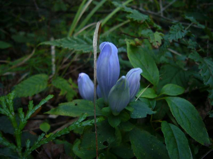 P1160181