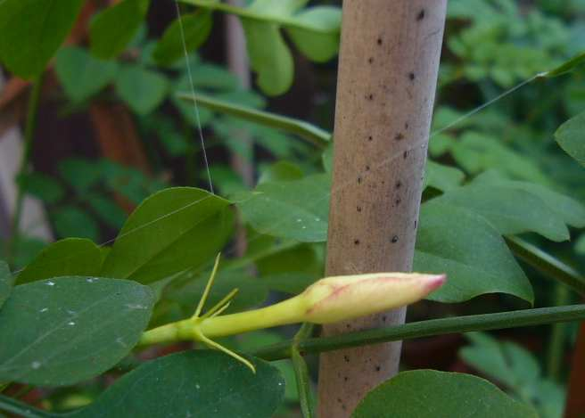 P1160271howaitopurinnsesu_tubomi