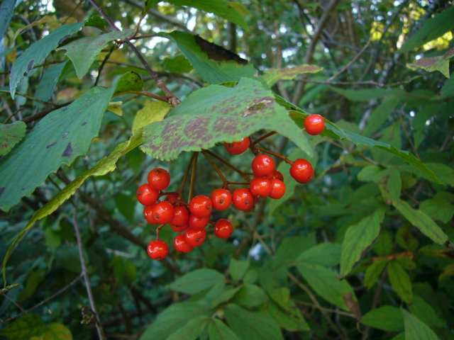 P1160172