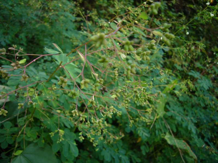 P1160509