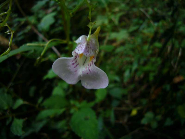 P1160704