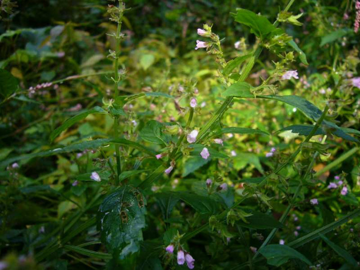 P1160519