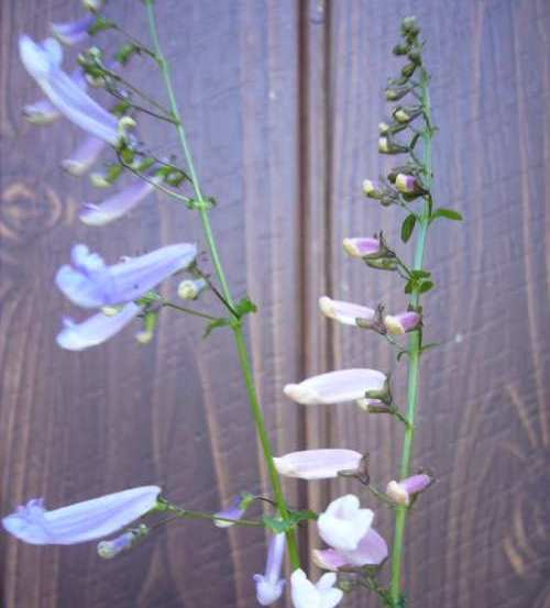 P1170155