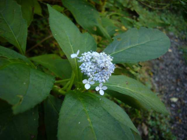 P1170369