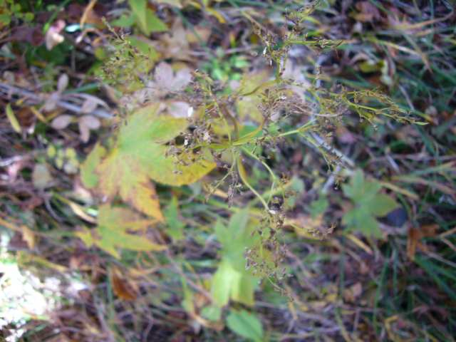 P1170501
