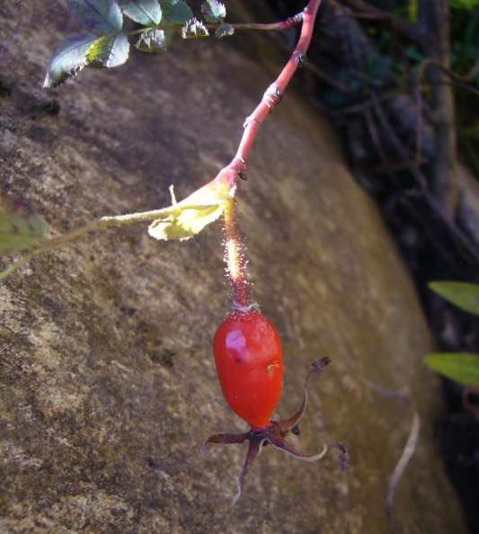 P1170551