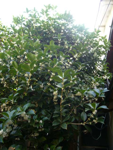 P1170687ginnmokusei_zenntai