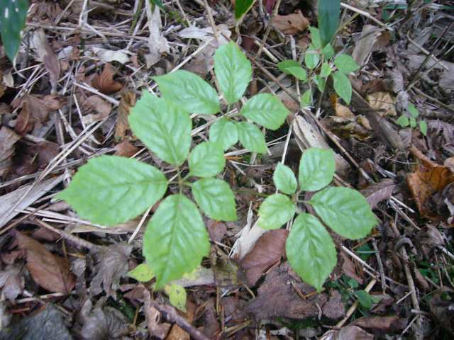 P1180098