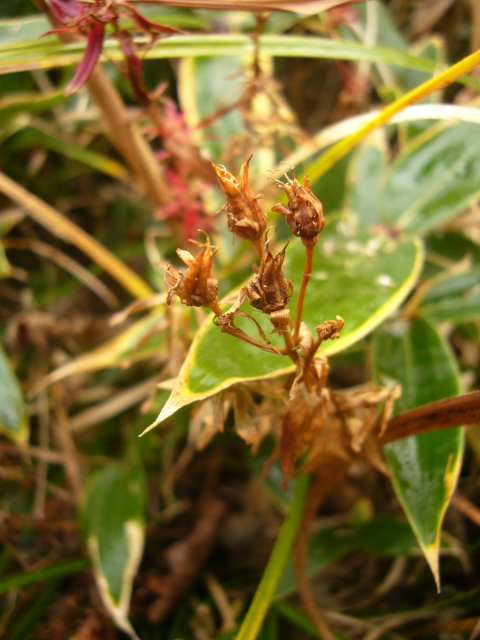 P1180164