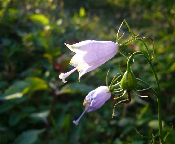 P1180374