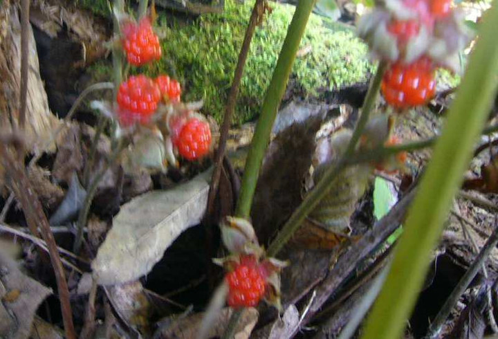 P1180379