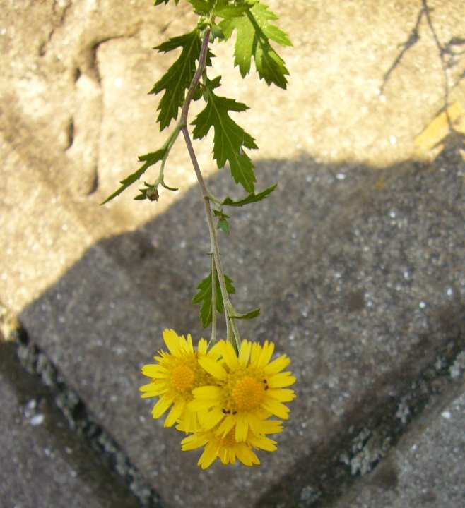 P1180421