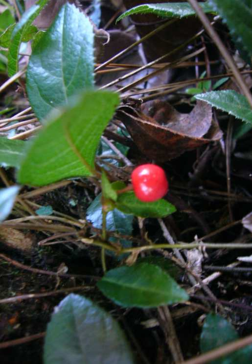 P1180392