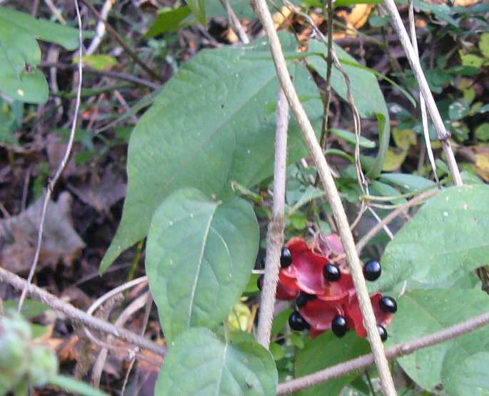 P1180455