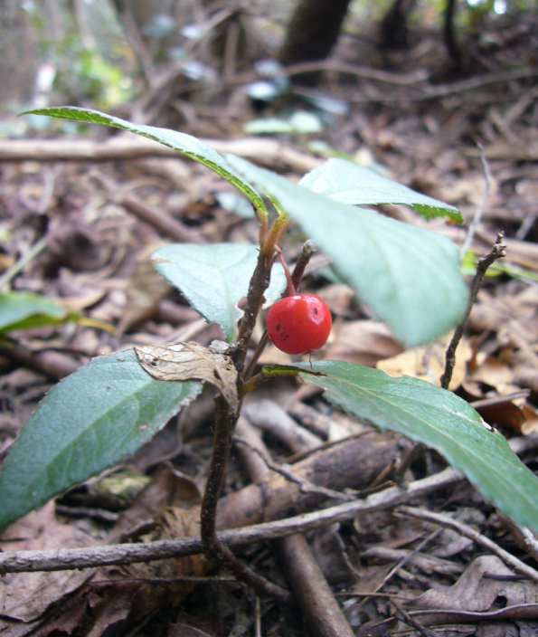 P1180724