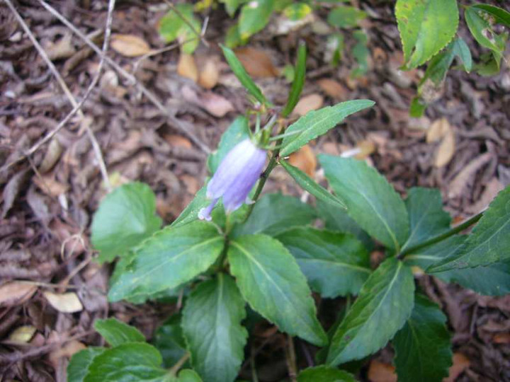 P1180753