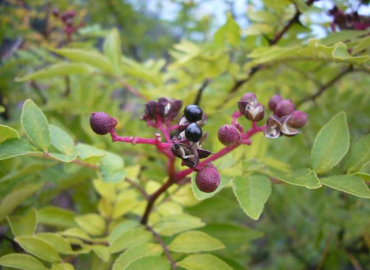 P1180803
