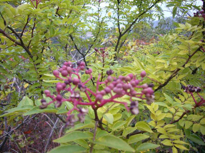 P1180805