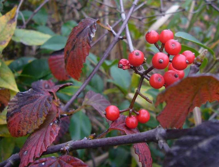 P1180807